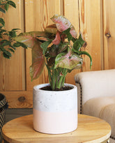 سنجونيوم وردي